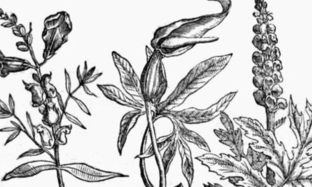 Alchemy and Medicine – Third Part