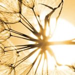 Ermetismo, Scienza degli Dei