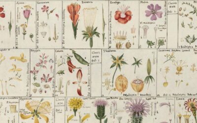 Dall’Oikos al Logos tramite Psiche