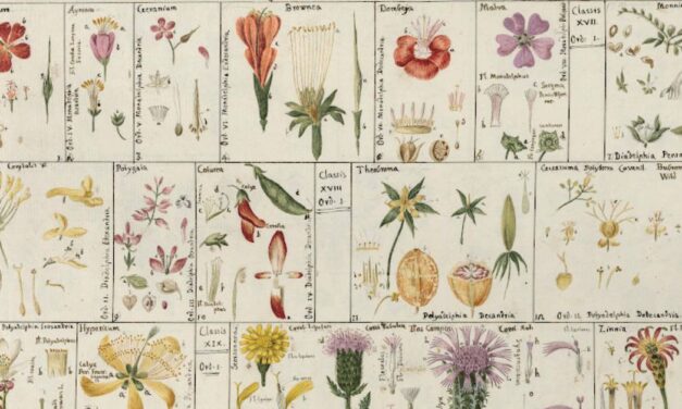 Dall’Oikos al Logos tramite Psiche